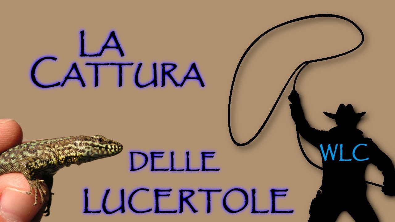 La cattura delle lucertole con un filo d'erba - Catching a lizard with a grass stalk