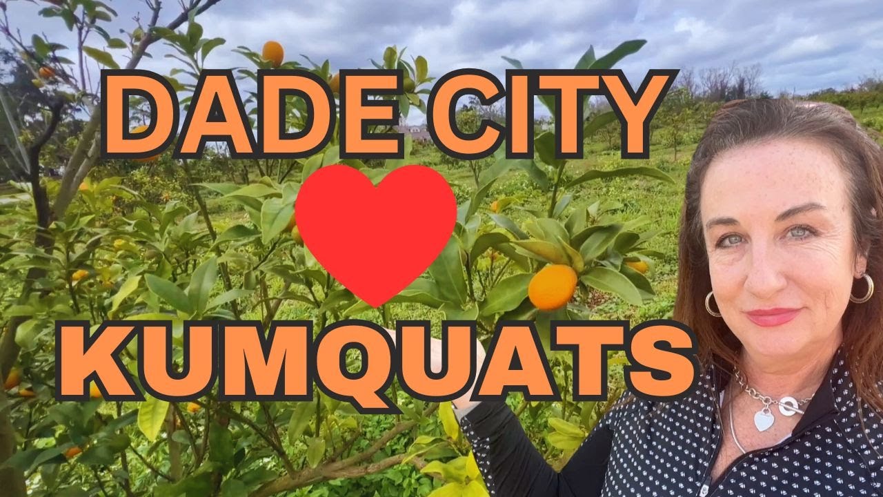Discover The Magic Of Dade City At The Kumquat Festival! 🍊🌟