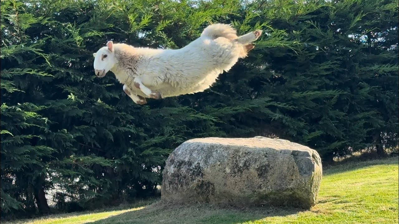 Lamb And Her Rock