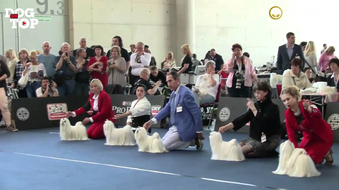 World Dog Show - Salzburg 19 May 2012 - Maltese Ring