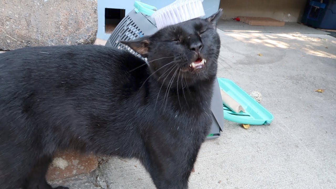 Boo Day 28 - More Brushing - Training And Socializing A Feral Cat