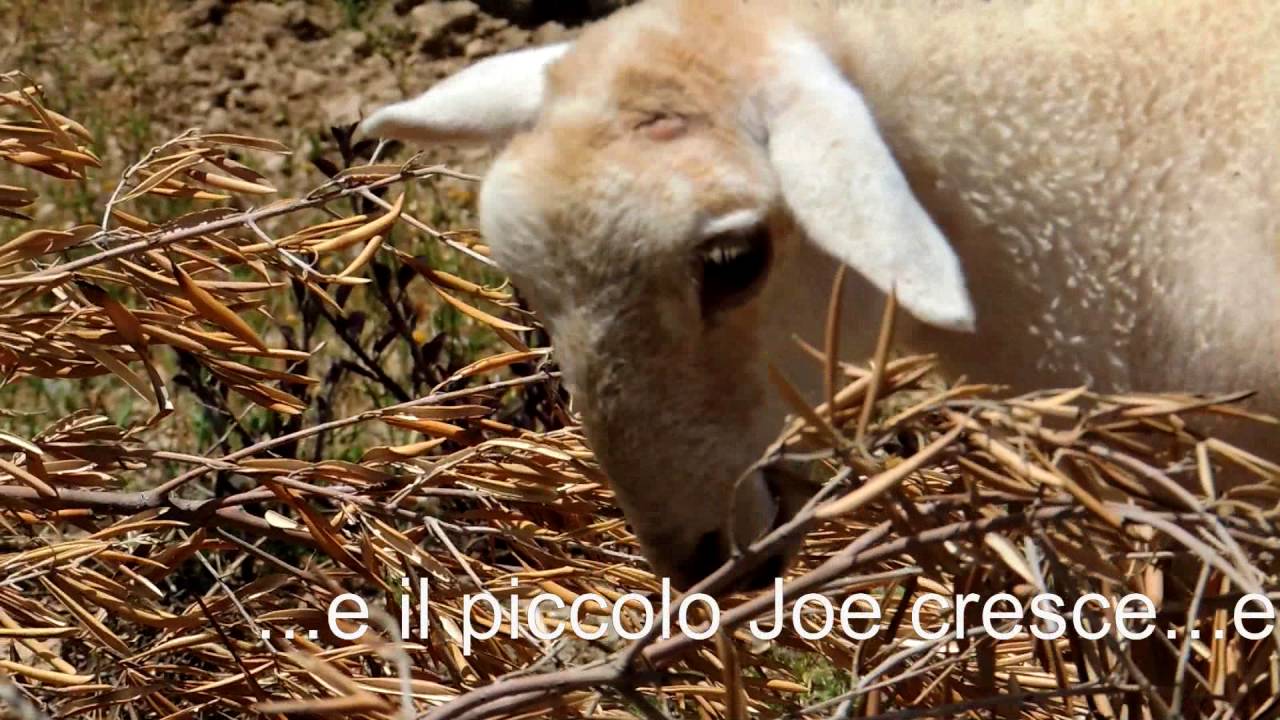 Joe and Chilli the little sheep