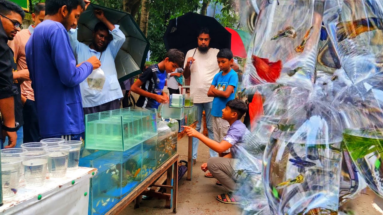১৭/- টাকায়🔥মাছ ও অ্যাকুরিয়াম কিনুন | Aquarium price in Bangladesh 2025 | katabon fish price 2025