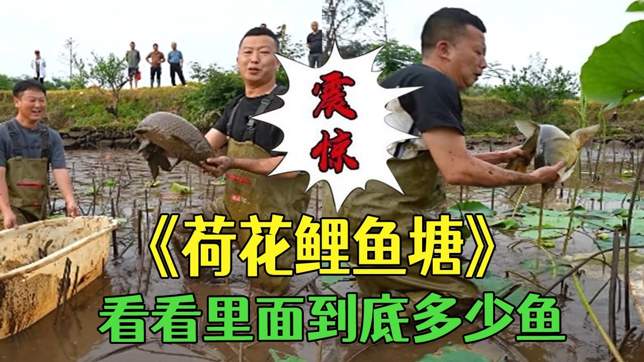 花1600包下爺爺家的荷花塘，看看裏面到底多少魚… #三農 #農村生活 #護外 #小飛哥#抓魚vlog