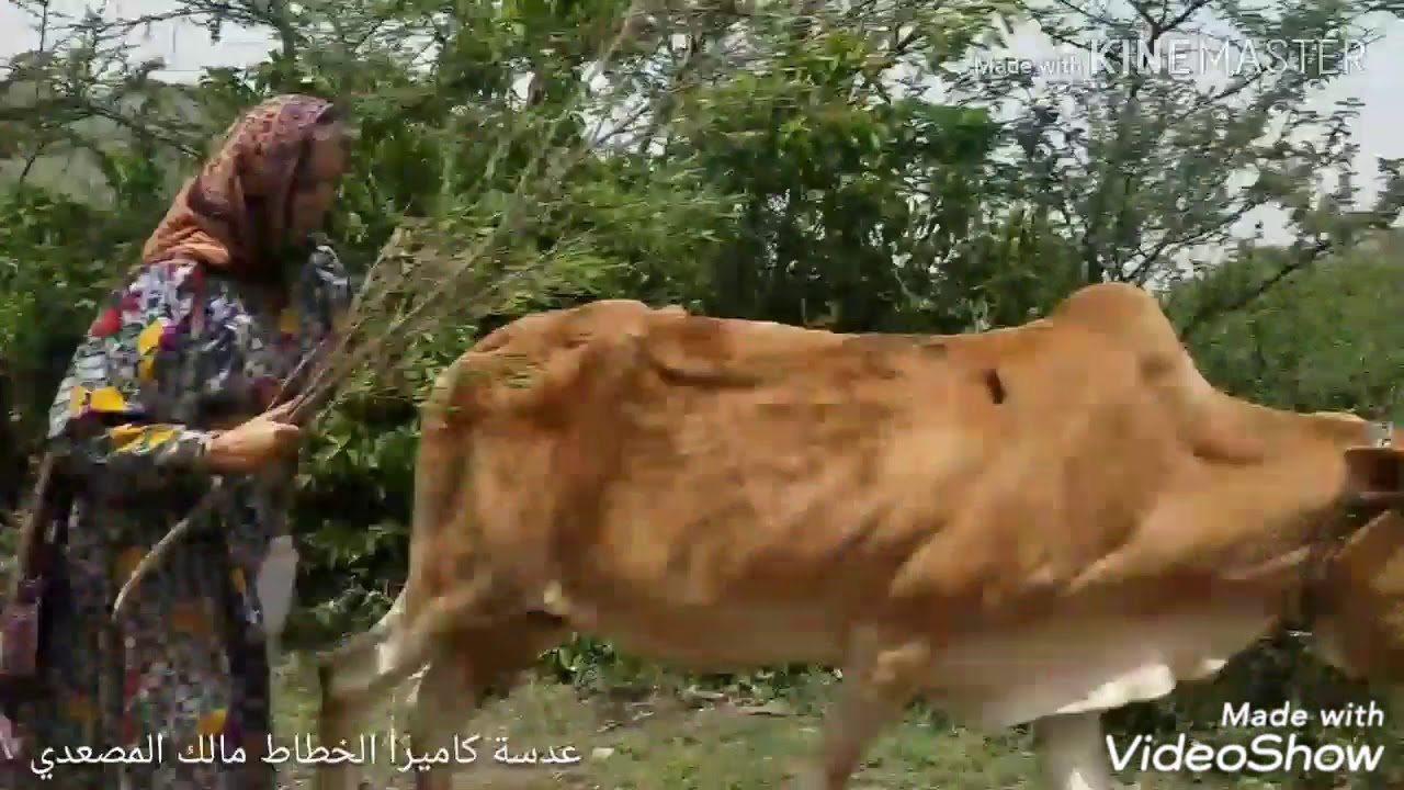 فلوق اجمل المناظر الطبيعية من محافظة اب مع اغنية حسين محب يامغير القمر في بروج السعدي