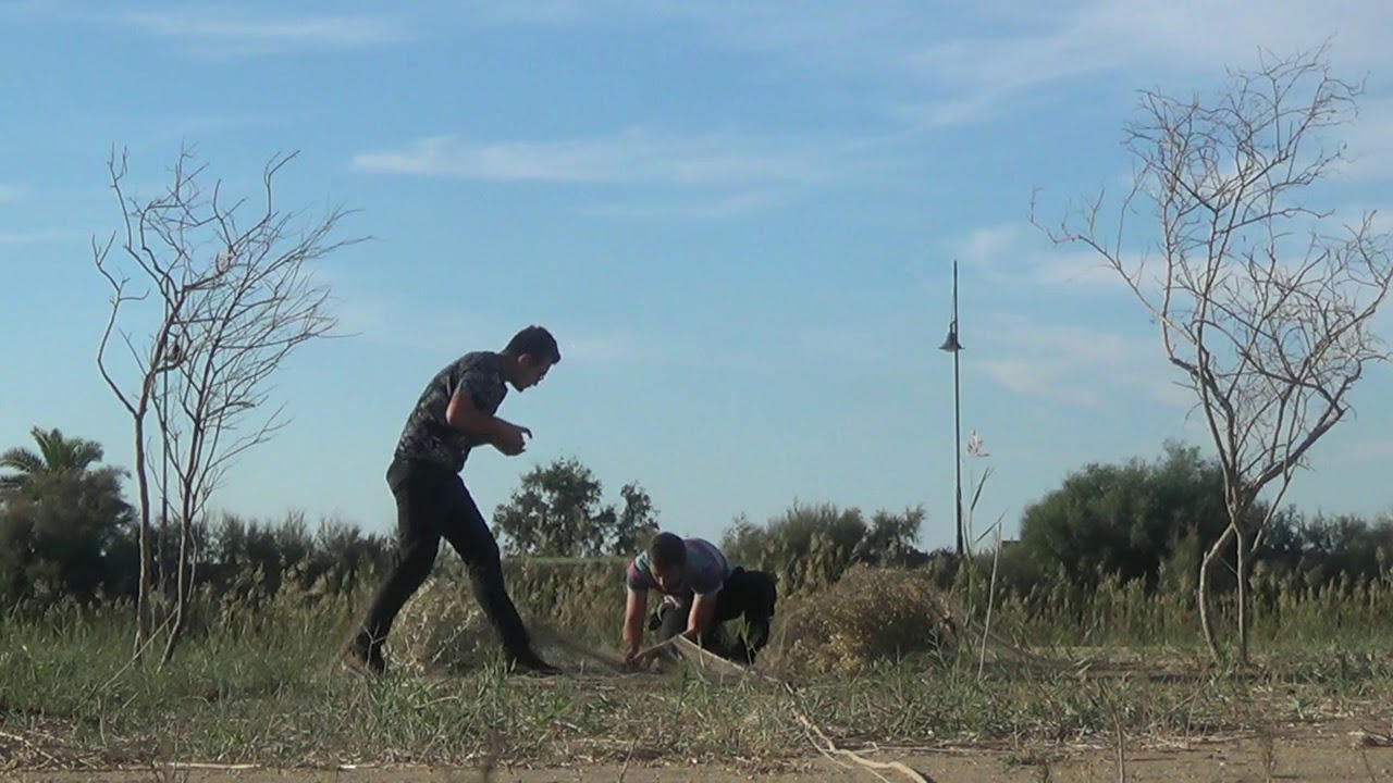 Captura de jilgueros en Almería ,paso 2017