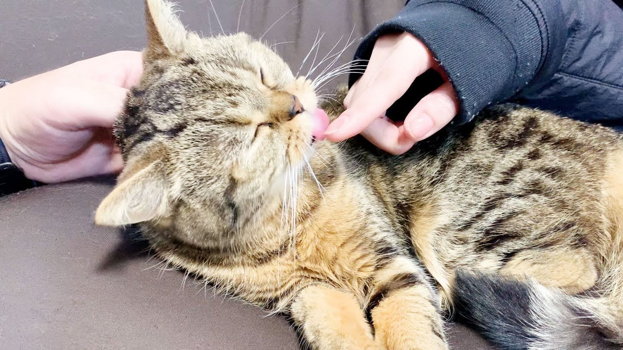 夫婦でなでなでタイム！甘やかされた猫のうっとり顔が反則級！ #793【生後2年と155日目 スコティッシュフォールド】