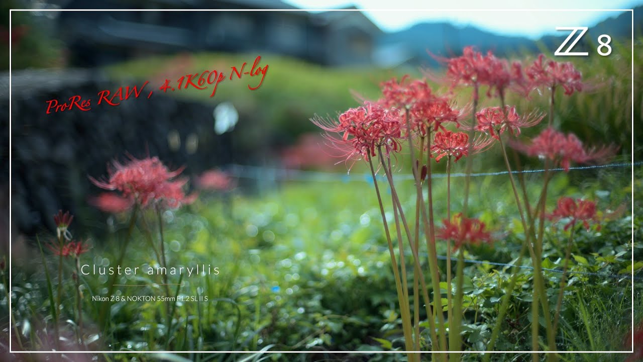 【ProRes RAW N-Log】Z 8 & Voigtlander NOKTON 55mm F1.2 SL II S | 奈良 明日香村 彼岸花