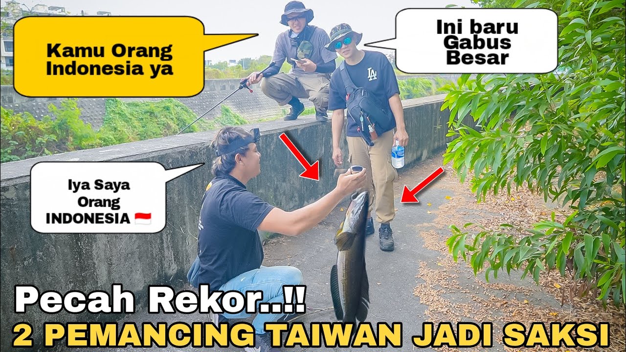 Pecah Rekor..!!Gabus Megalodon 2 Pemancing Taiwan Jadi Saksi Sampai Heran Dengan Cara Ngetapel Ikan