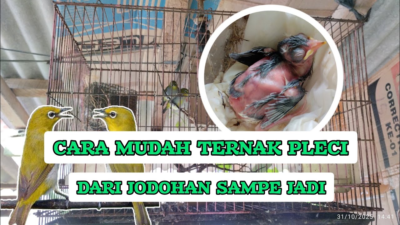 ternak pleci itu mudah
