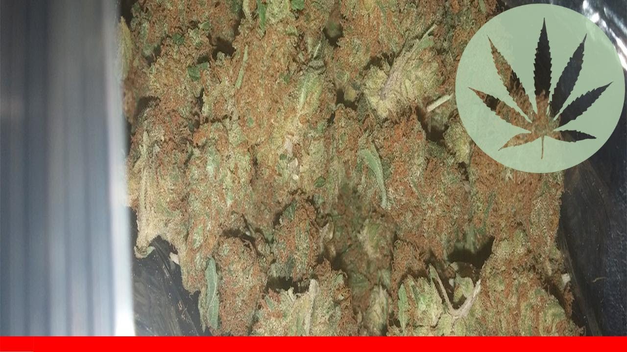 The Grunk - All About This Strain