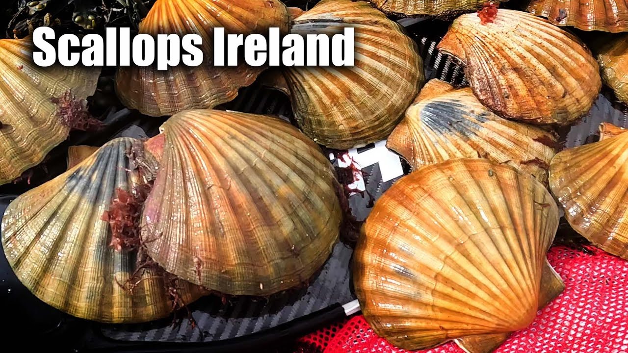 Hand Diving for Scallops in Ireland