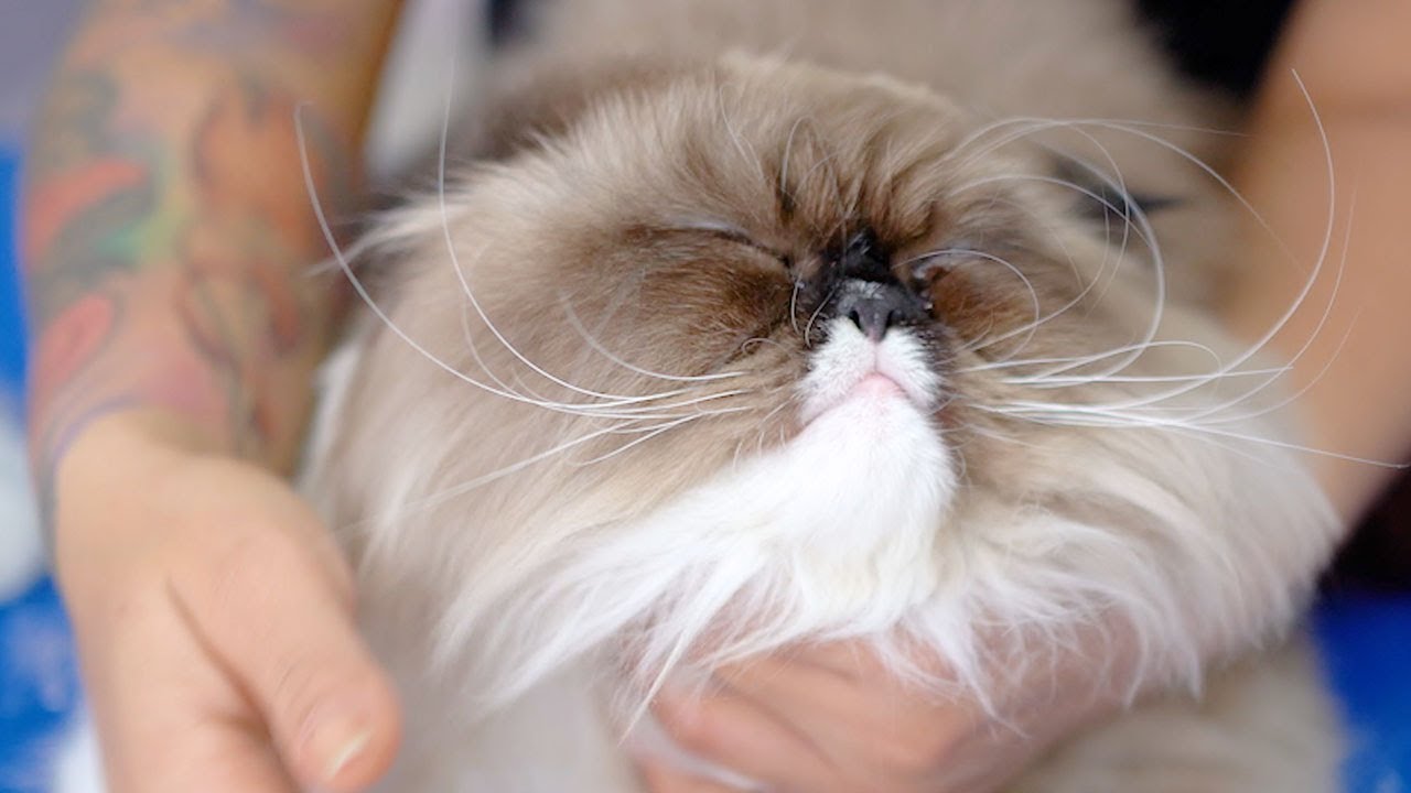 Кошка очень злая, но такая милая!😻🛁✂️❤️