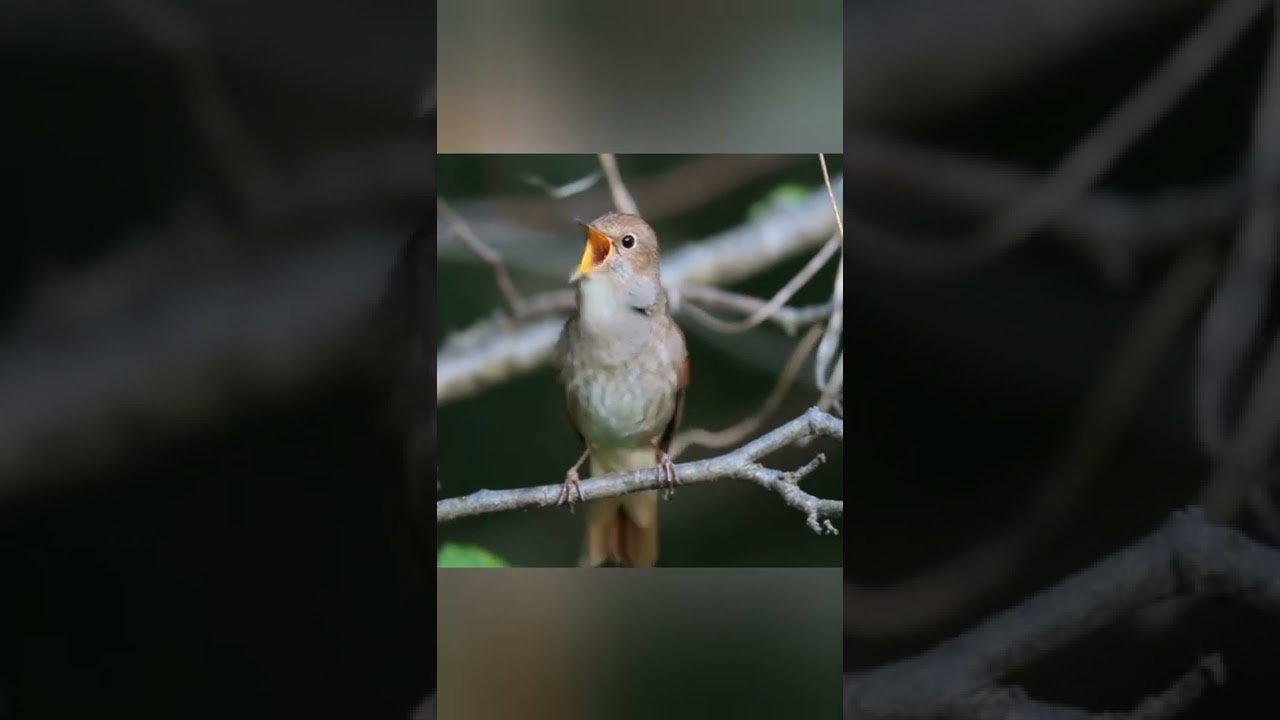 Masteran terbaik pokoknya | burung sikatan londo (Common nightingale)