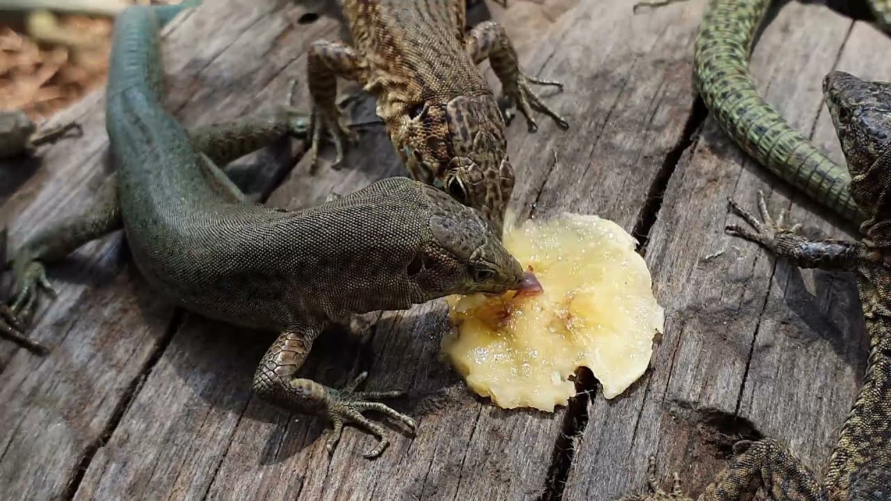 Die Insel Dragonera und die Echsen