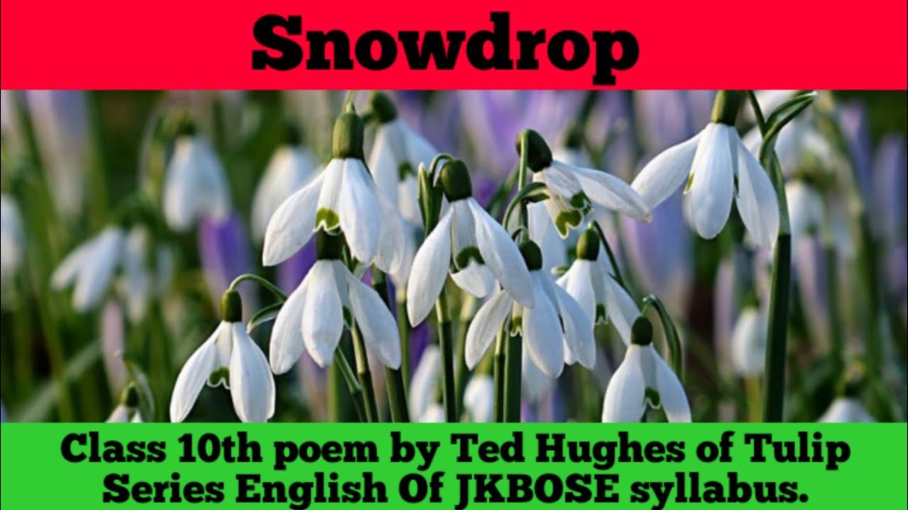 Snowdrop | Part 1| Class 10th English Poem | Tulip Series | JKBOSE | Explaination from TextBook |