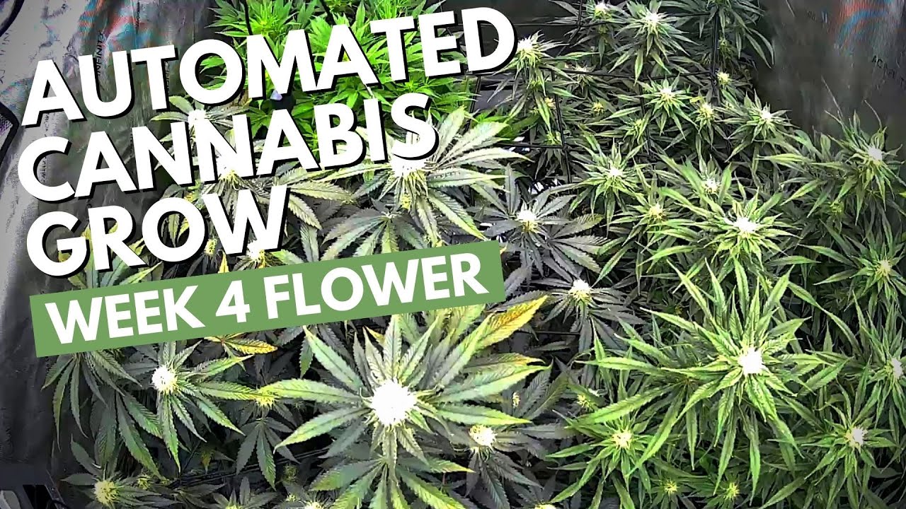 Cannabis Timelapse Week 4 Flower | Seed to Harvest