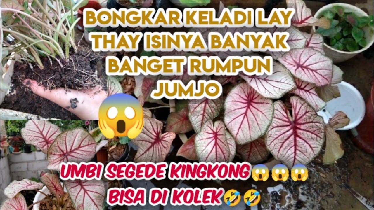 Cara merawat keladi caladium || Ahirnya keladi kesayangan laythai dibongkar😅 umbi super jumbo