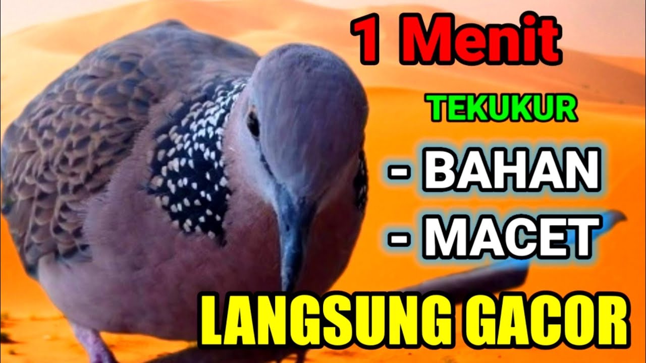 Pancingan tekukur agar bunyi dalam 1menit tekukur bahan dan macet ikut gacor.