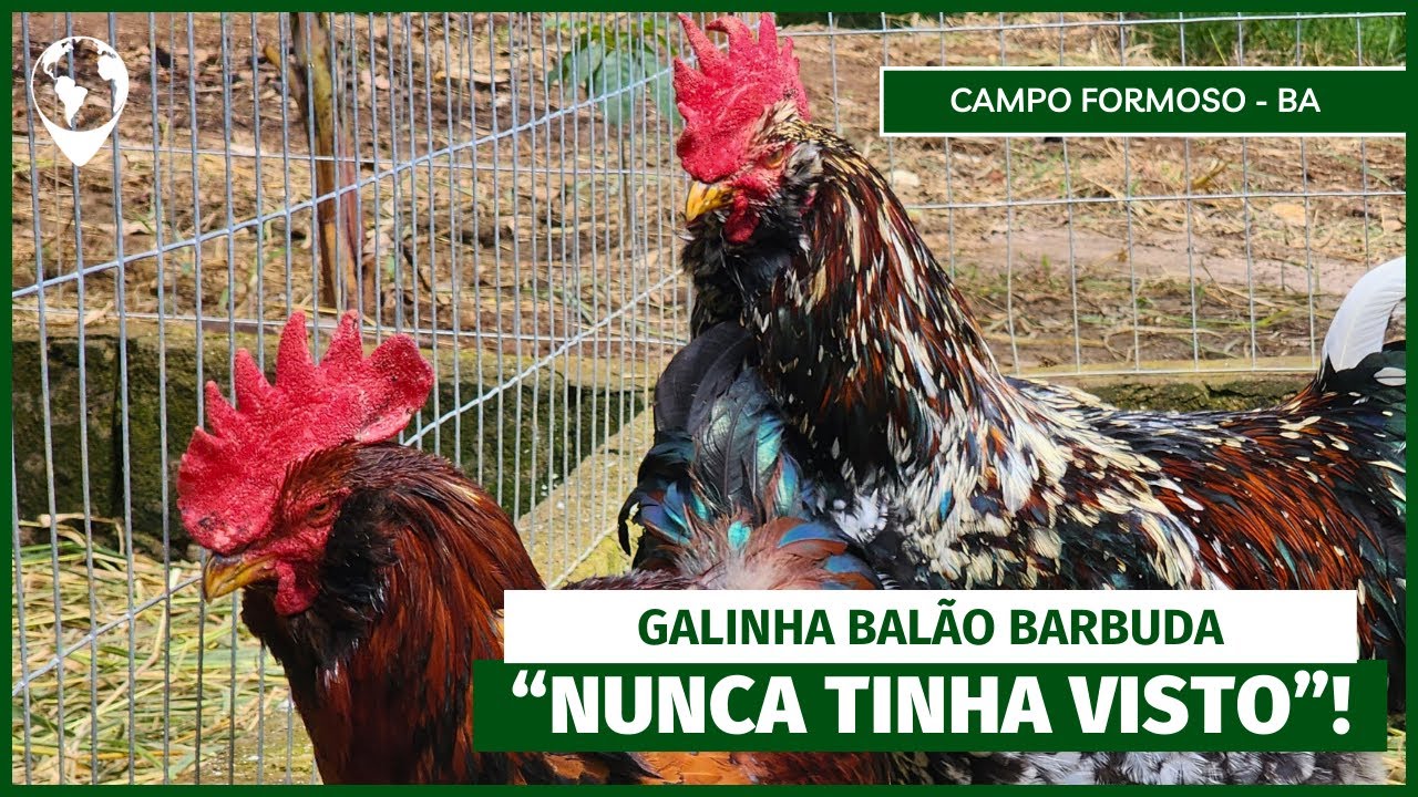 Conheça a História e os Segredos da Galinha Balão e se SURPREENDA | E15