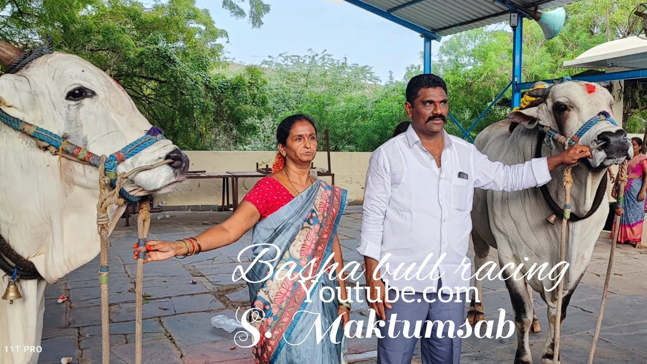 పెద్ద పసువుల సీనియర్స్ విభాగంలో 7వ జత MCOR బుల్స్