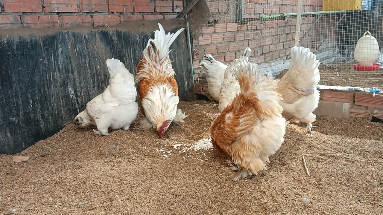 Gà H'Mông thuần chủng - Gà H'Mông phụ kiện có phải Gà Lai ??