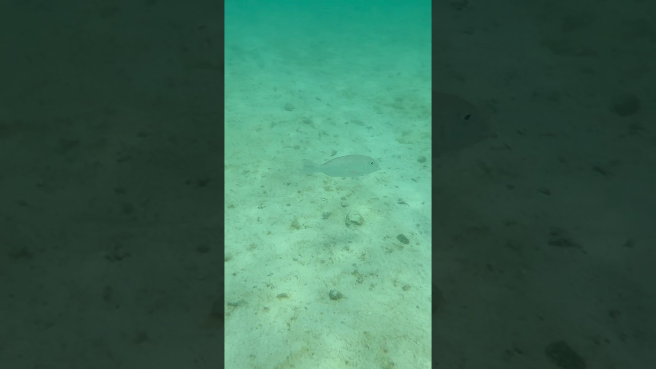 Matapang Beach Fish 1/2025 Guam