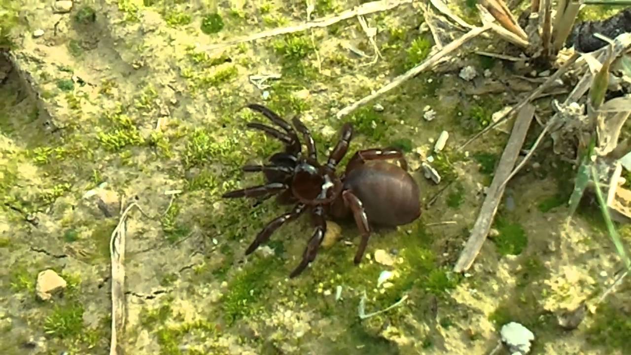 mygalomorph trapdoor spider (Greece Crete)