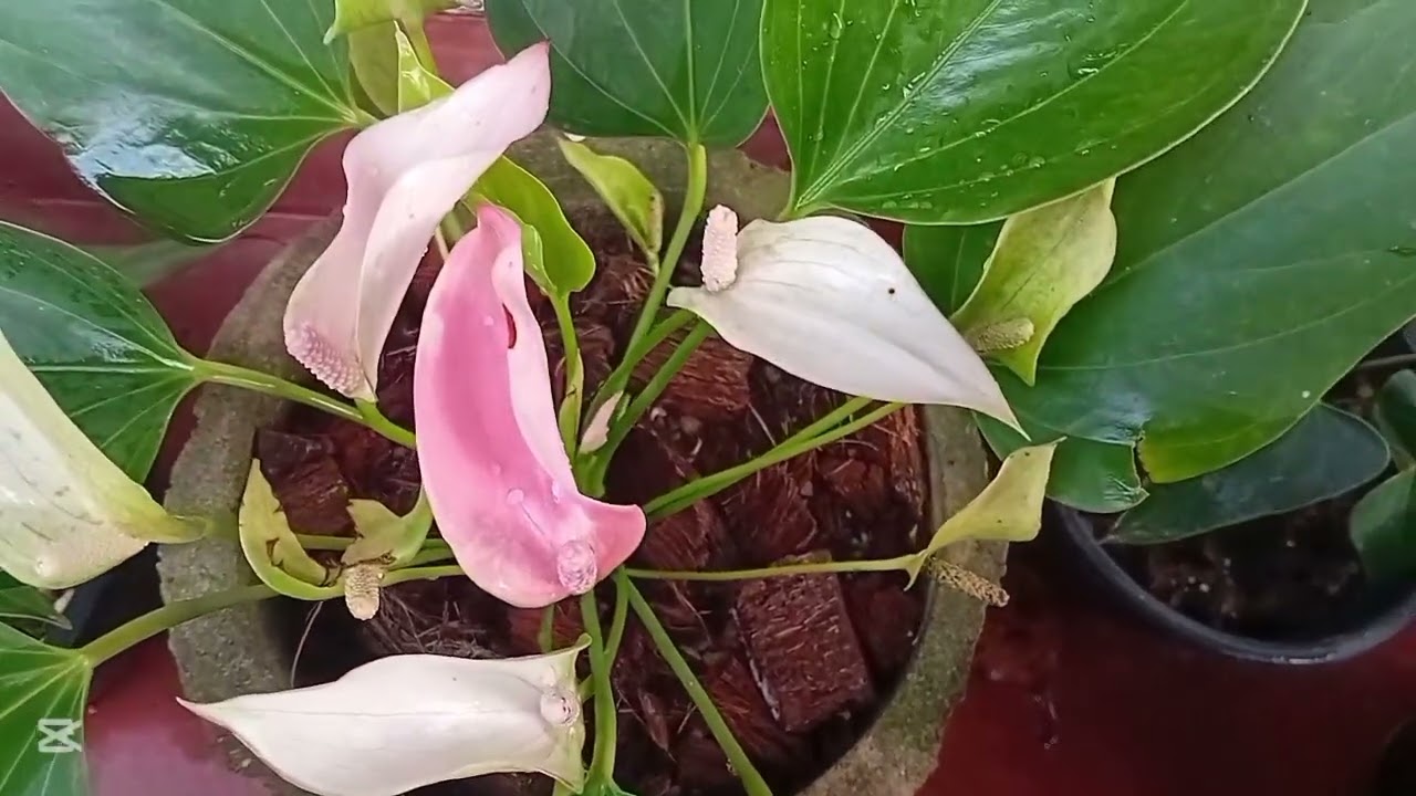 Anthurium Mother Plant 2000/=