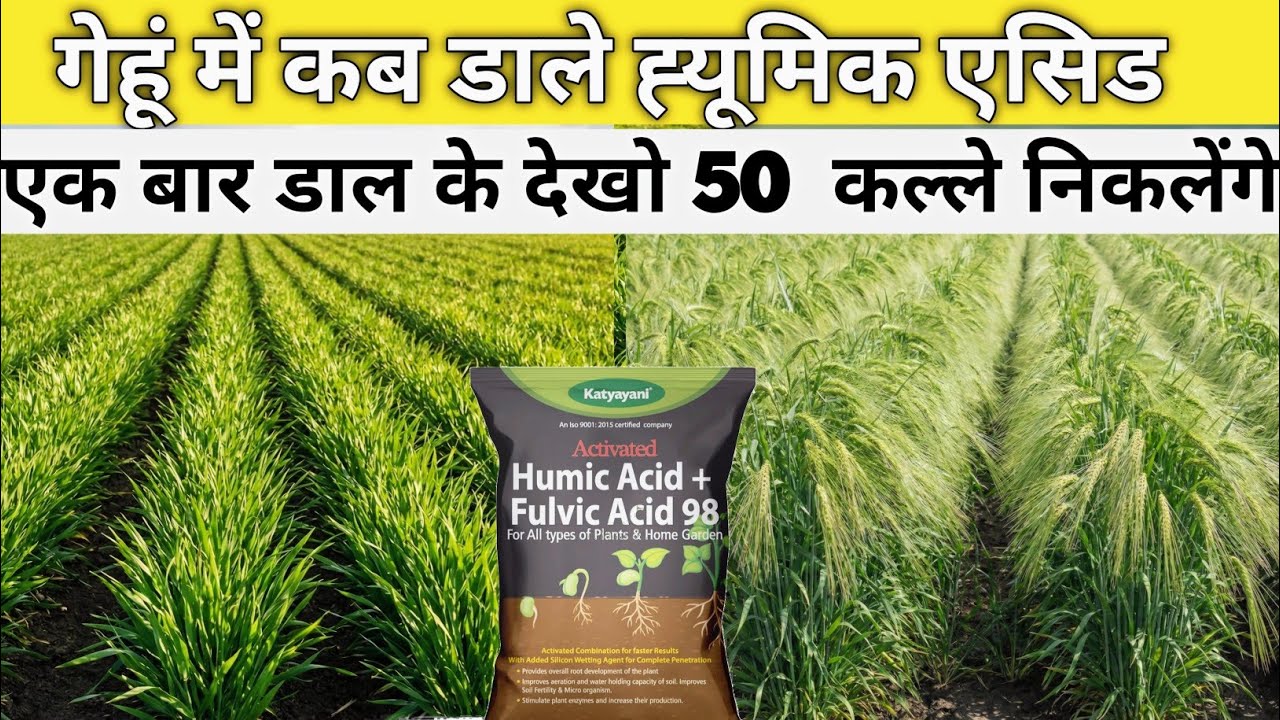 गेहूं में ह्यूमिक एसिड का ये राज आप को कोई नहीं बताएगा | 1 पौधे से 50 कल्ले निकलेंगे|गेहूं की खेती