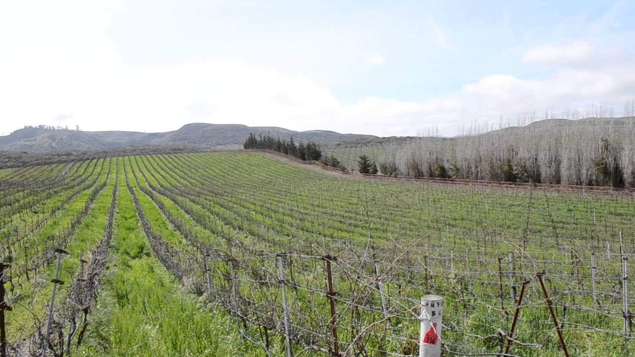 Clos Pepe Vineyards: End of Dormancy with Sheep and Guard Dog 3/3/2014