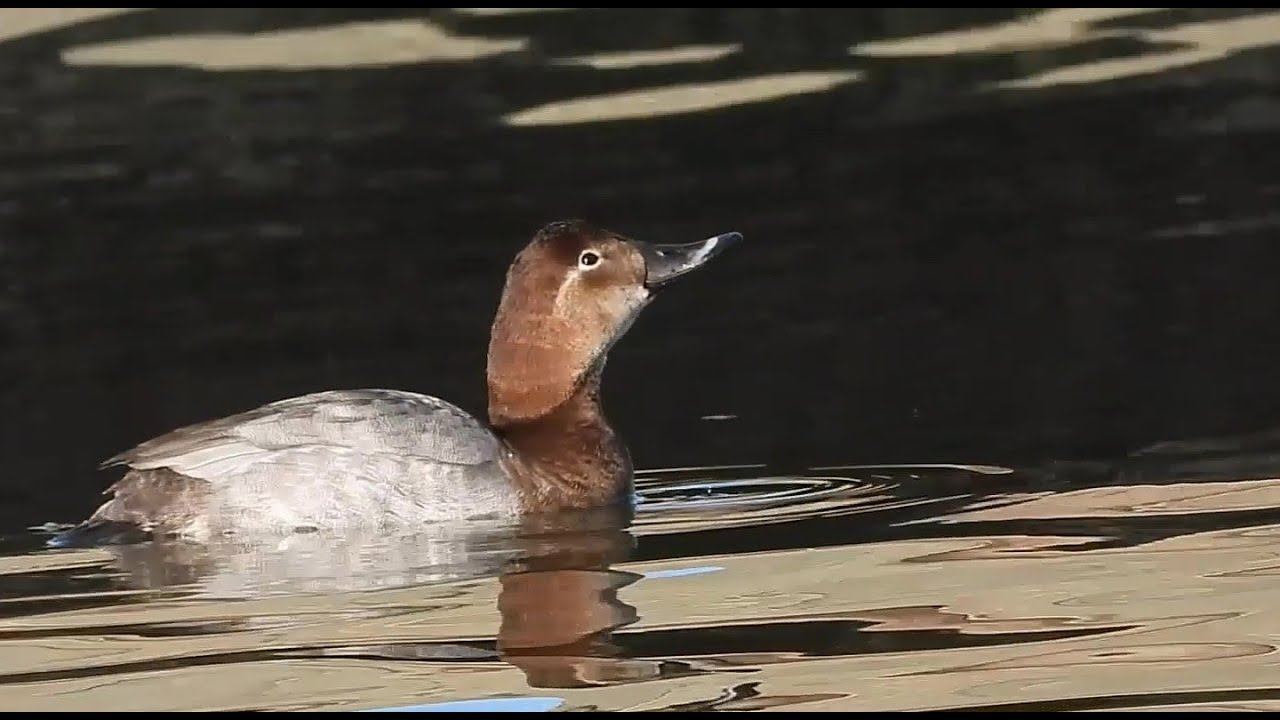 Winter Sea Ducks : Redhead Flock Diving and Foraging