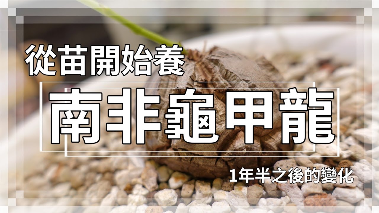 【塊根植物】南非龜甲龍苗1年半後的現況｜實際養護經驗大公開｜1年長5公分不是夢想!? Dioscorea elephantipes Cultivation｜A&Y｜Elephant's Foot