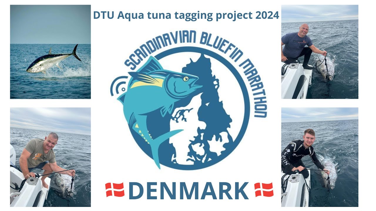 Scandinavian Bluefin Tuna Marathon Denmark 2024