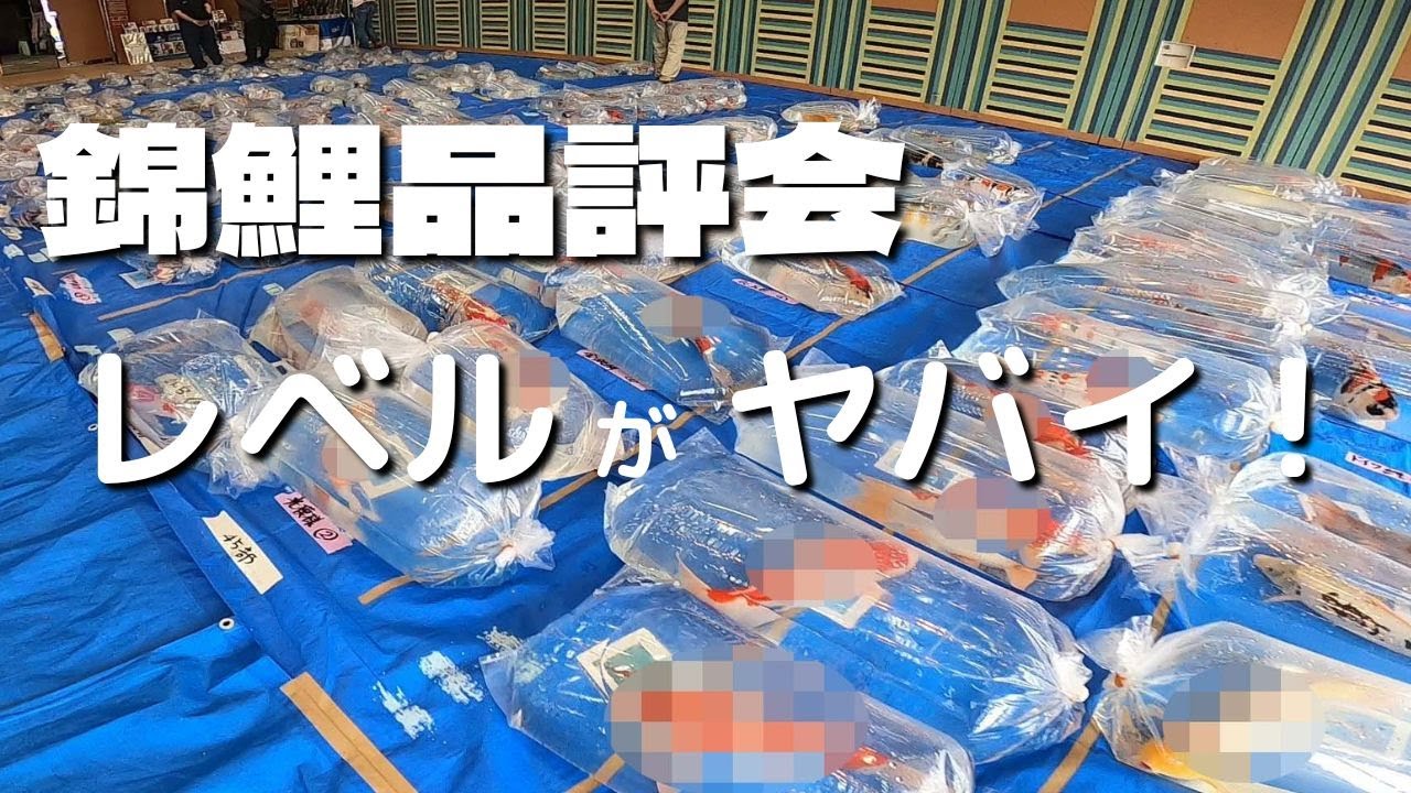 これが東北のレベル？錦鯉品評会＃錦鯉品評会＃若鯉大会