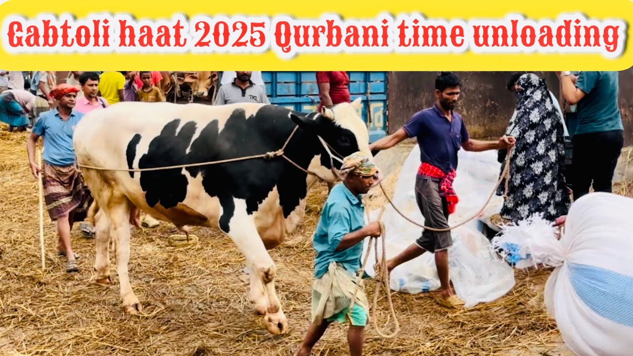 Gabtoli haat 2025 Qurbani time unloading || Big cows unloading moments | Big size Holstein 