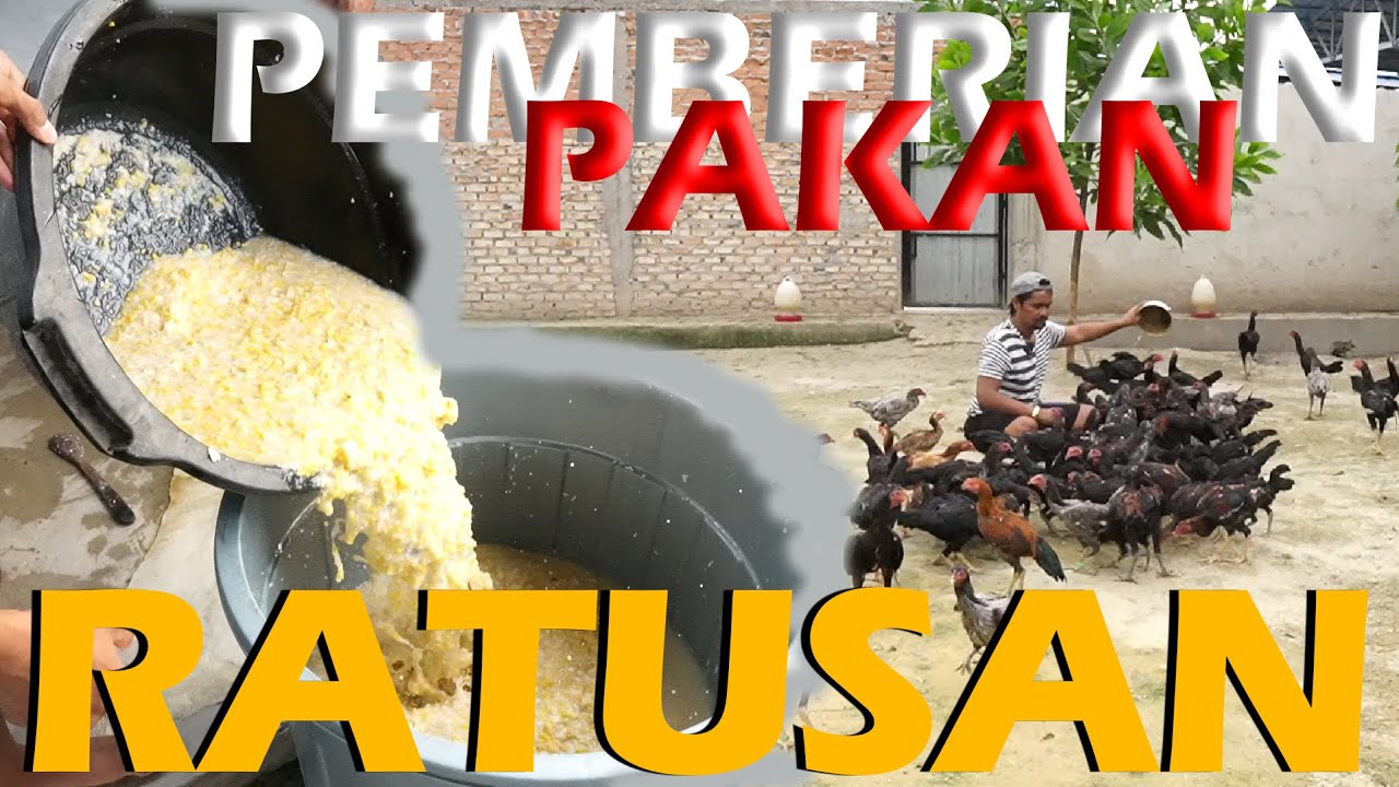 🛑 HAMPIR SERIBU EKOR YANG HARUS DI KASIH MAKAN TIAP HARINNYA !!
