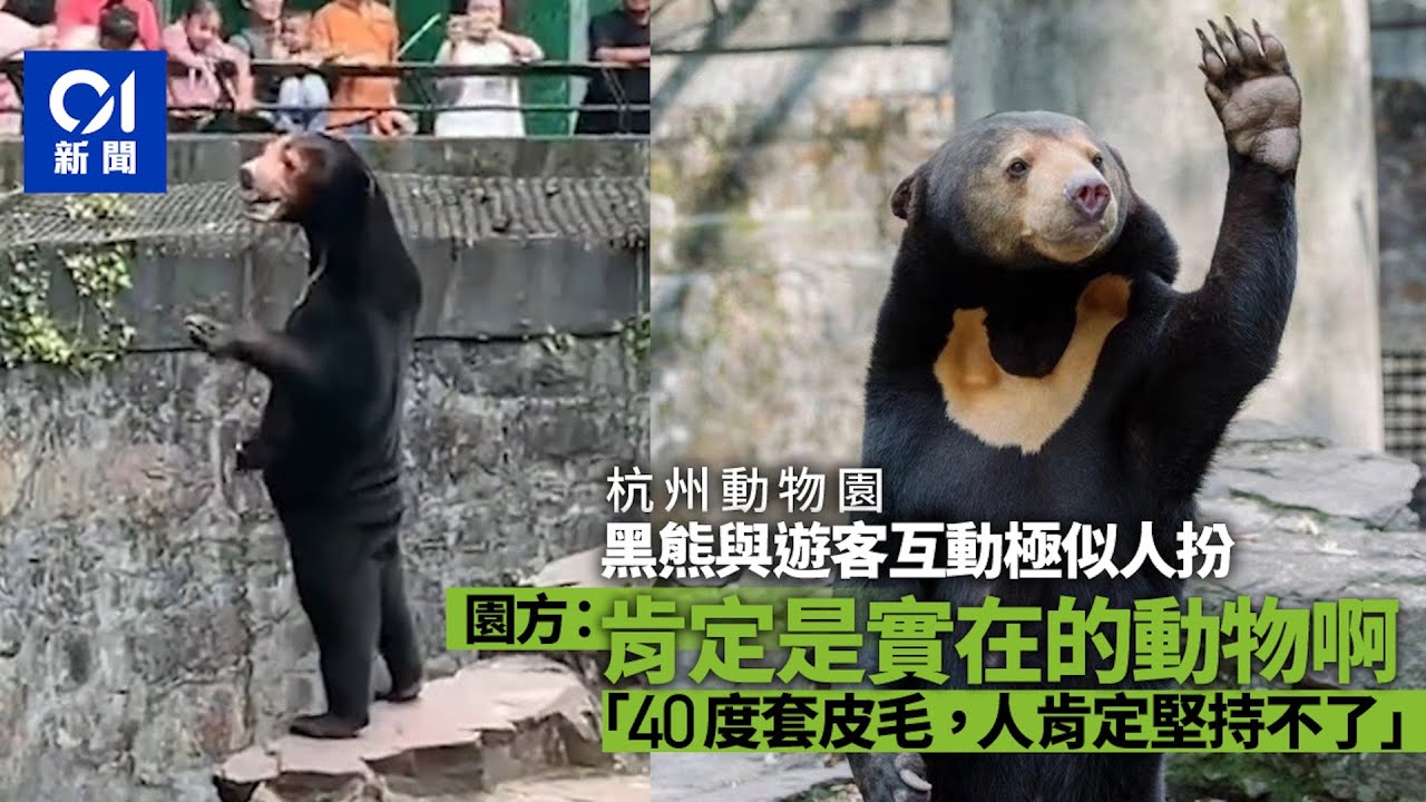 馬來熊與遊客互動疑似人扮　園方：是真熊！高溫人套皮毛堅持不了｜01中國｜杭州動物園｜馬來熊