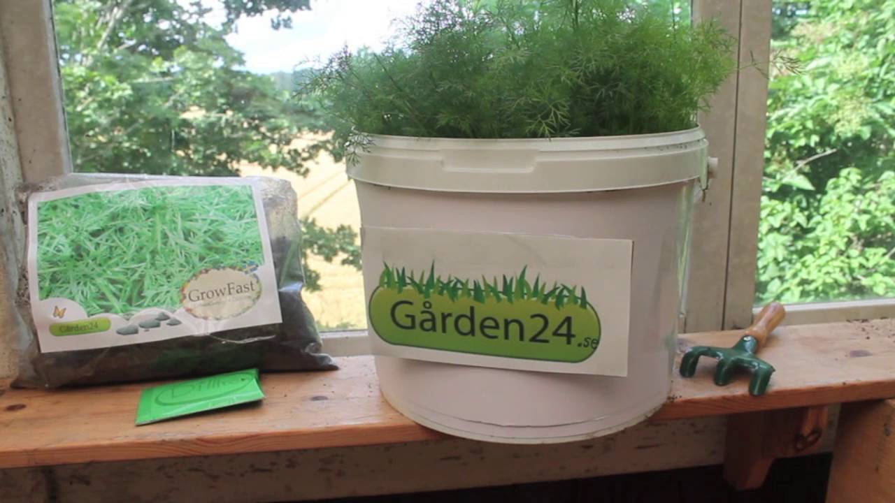 S&aring; dill med GrowFast - G&aring;rden24 visar hur man odlar i hink eller kruka