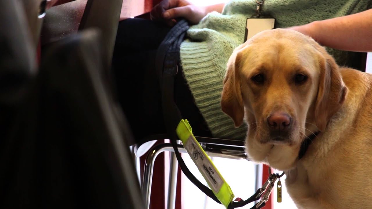 The Shadow in the Darkness: A guide dogs story