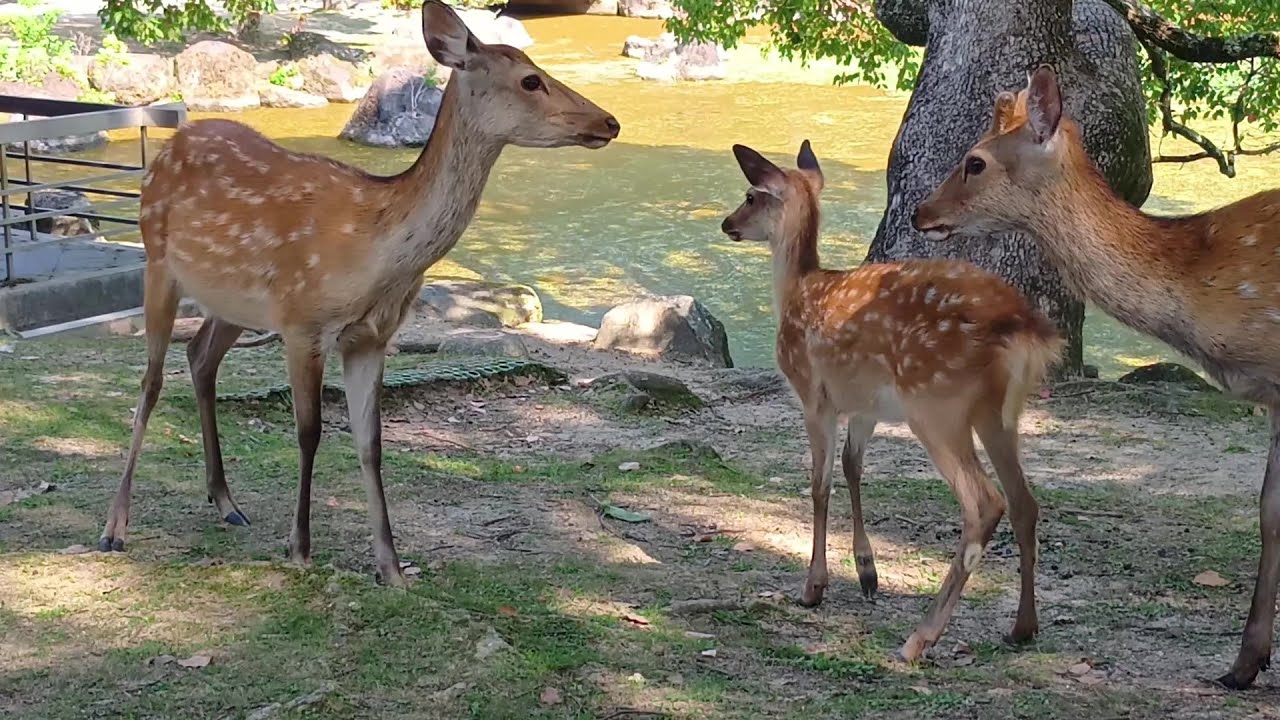 The fawn of Nara Park #47 奈良公園の子鹿さん