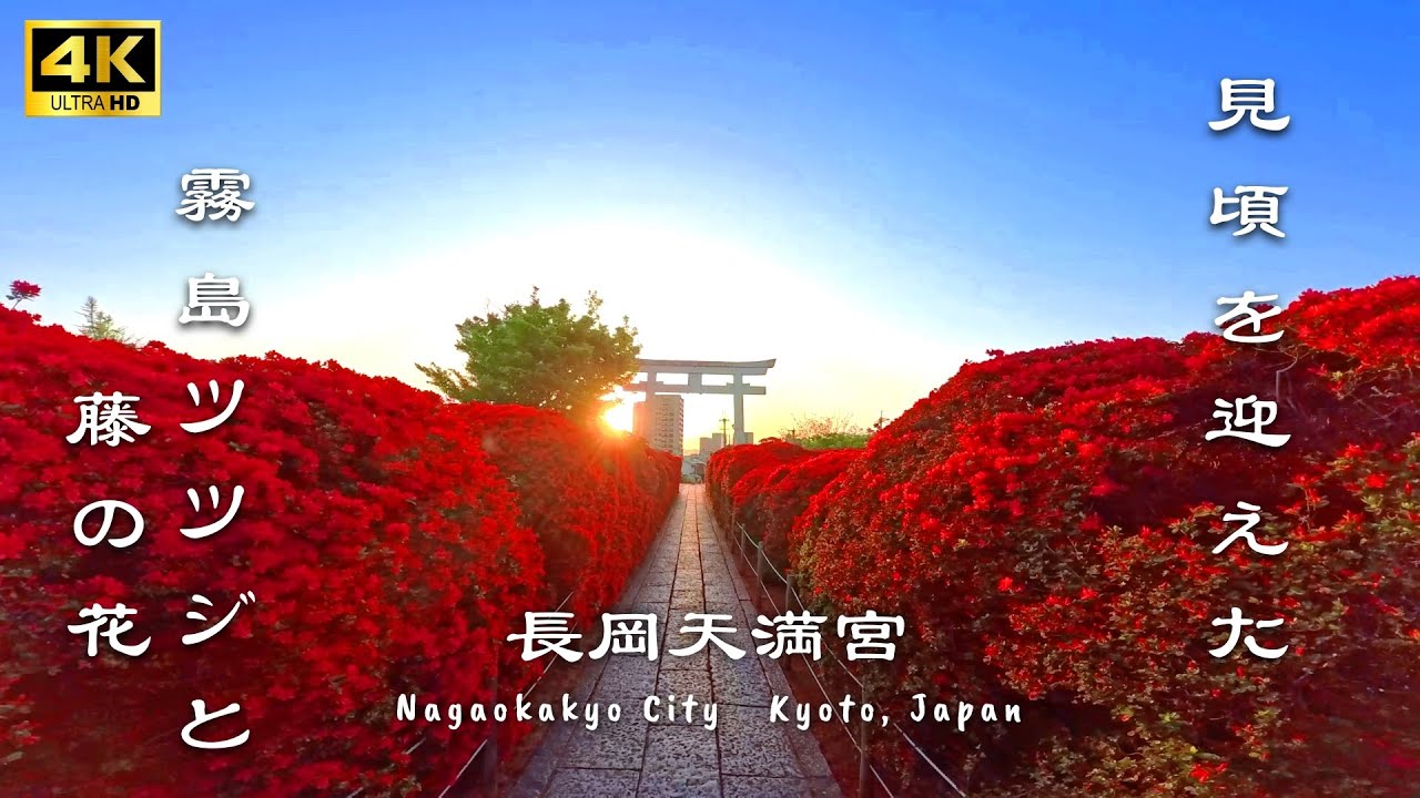 🌺真っ赤に燃える霧島ツツジ🌺2025/4/21の長岡天満宮。藤の花も見頃。Fiery red azaleas in full bloom at NagaokaTenmangu, Kyoto Japan
