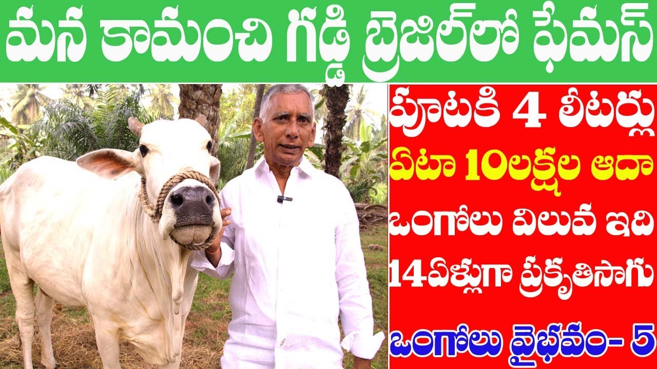 Ongole cattle saves 10 lakhs annually| ఒంగోలు ఆవులతో 14 ఏళ్లుగా అధిక దిగుబడితో ప్రకృతి సేద్యం