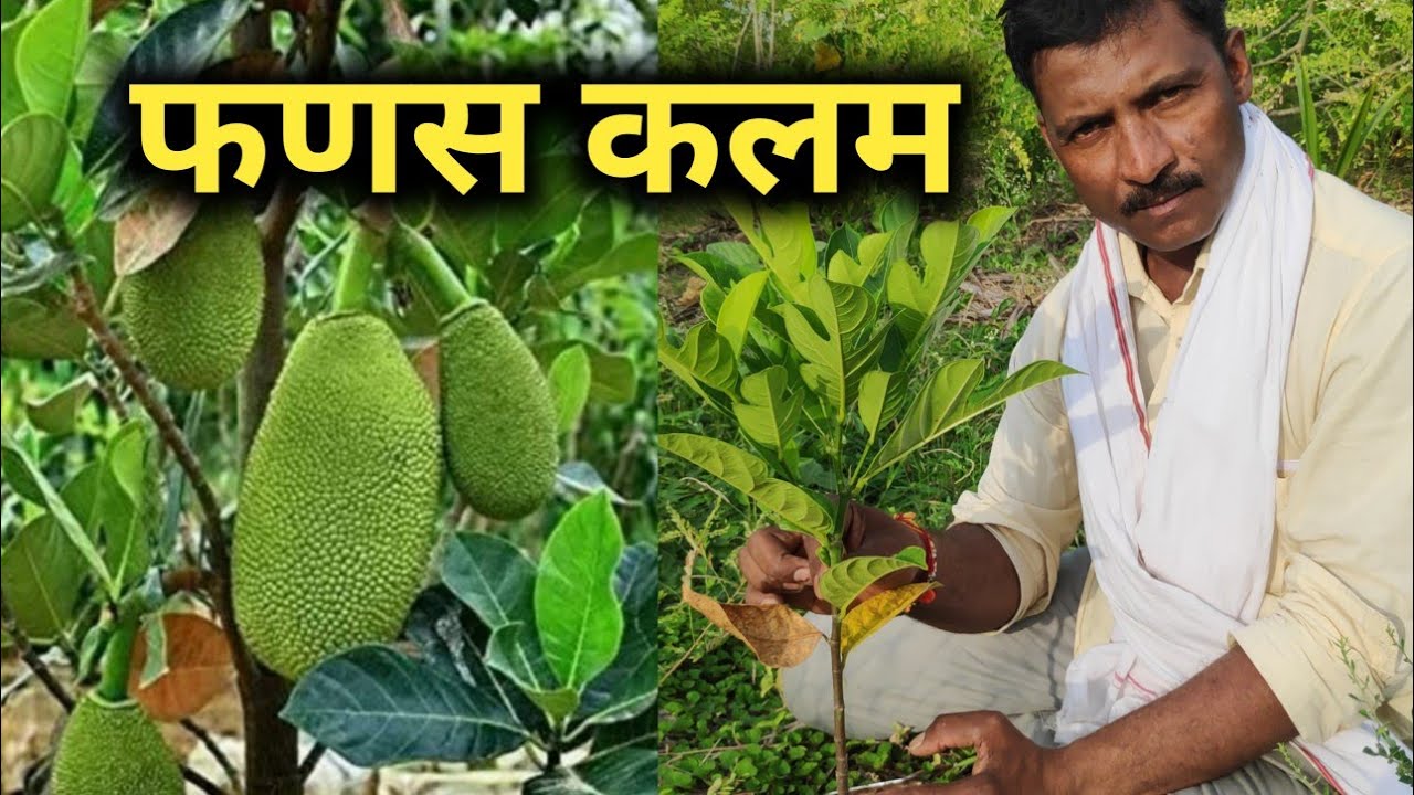 फणस कलम एकदम सोपी पद्धत  jackfruit grafting best method