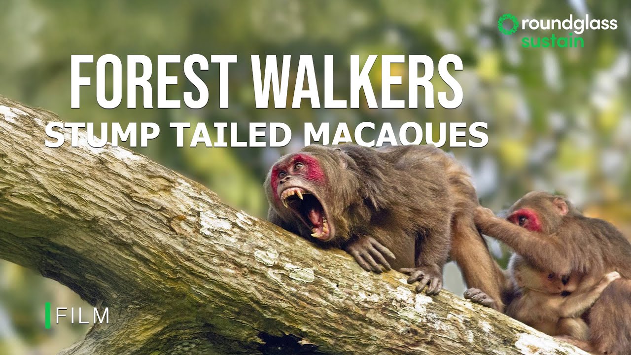 Stump-Tailed Macaques: Forest Walkers Of Hollongapar | Forest Floor Food Trail |@RoundglassSustain