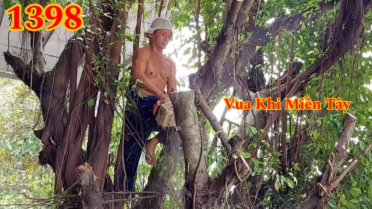 Full : Vua Khỉ nhiều lần đổi máy cưa vì cưa cây Sanh ở gần quốc lộ Cutting tree