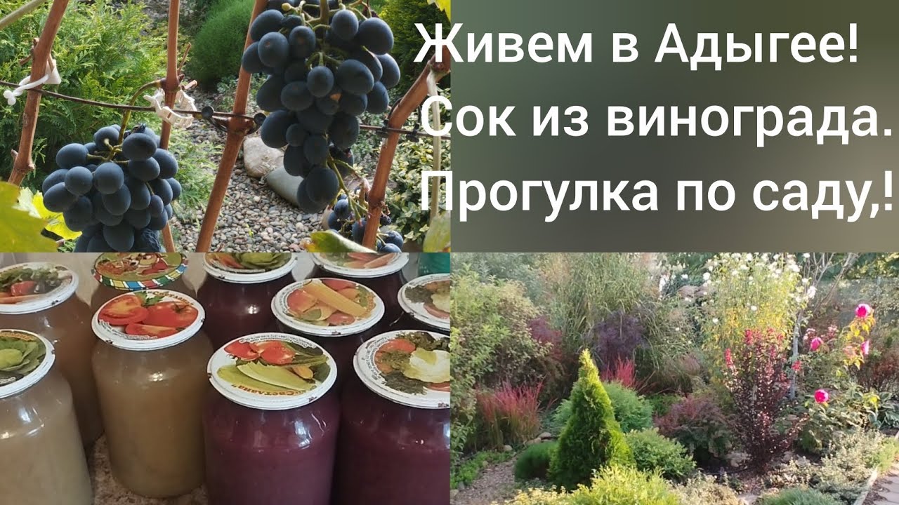 Переехали в Адыгею/Делаем сок из винограда/Прогулка по саду 8 октября/