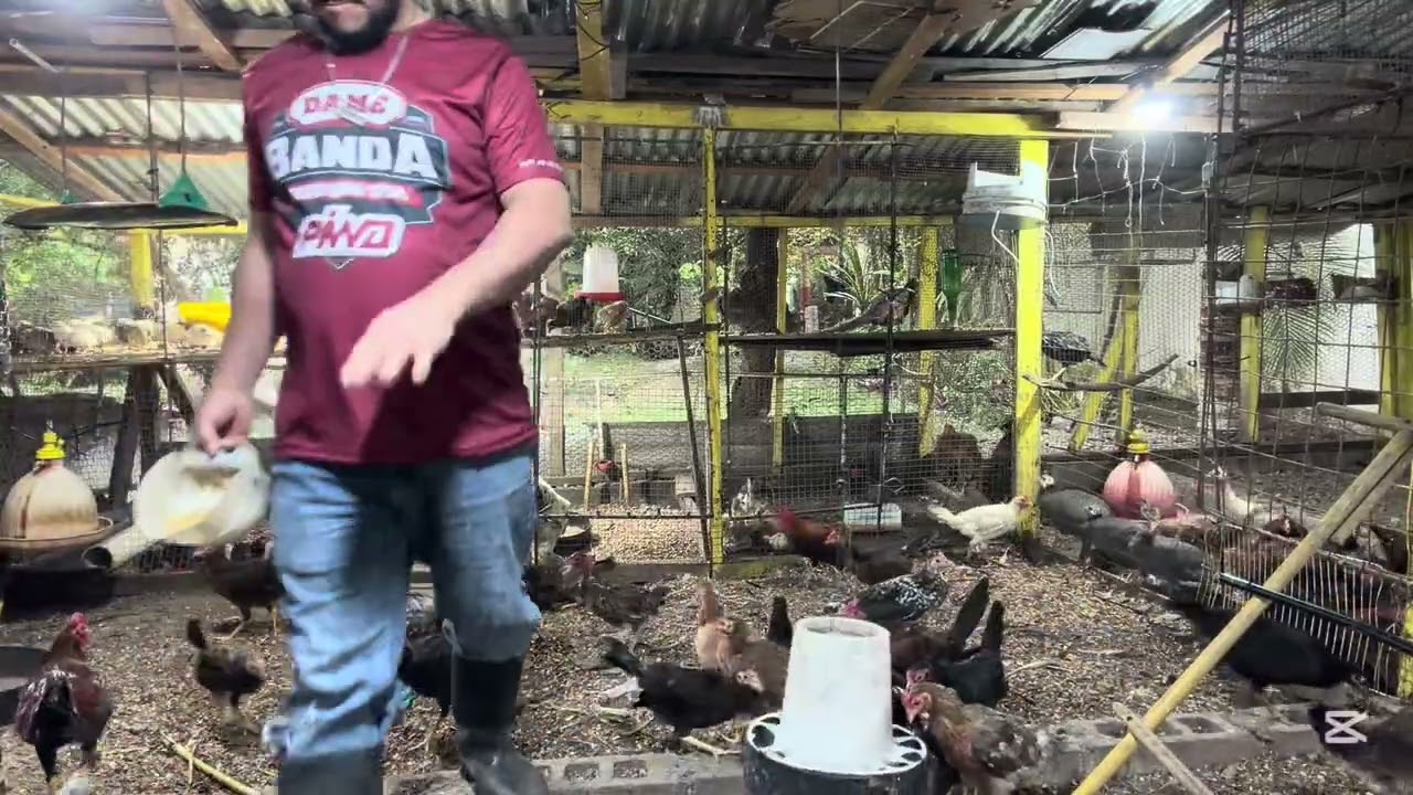 Animales sano , gallina de granja 🐓 