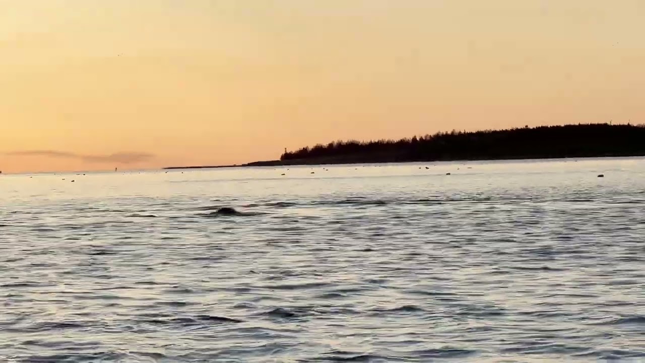Kayaking Alone at Sunrise -- A Humpback Surfaces Beside Me