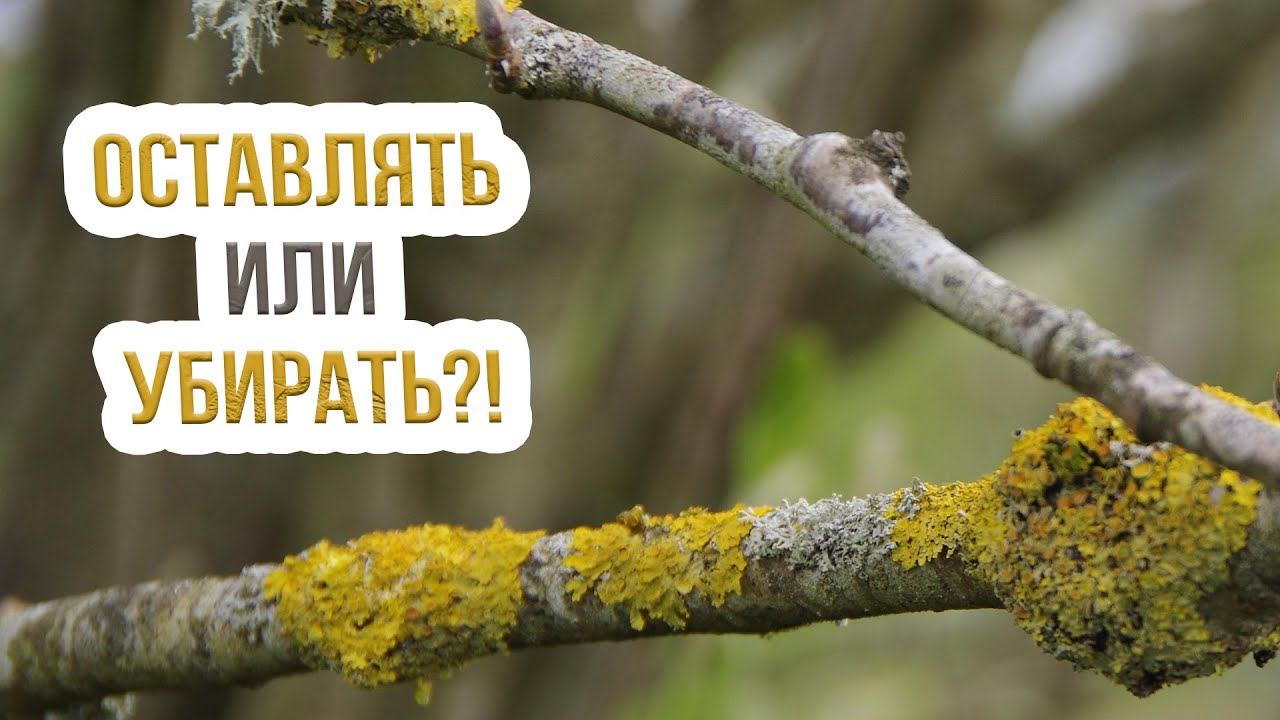 Мхи и лишайники на плодовых деревьях -  как с ними бороться? Чем опасны мхи и лишайники?